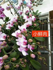 蝴蝶兰