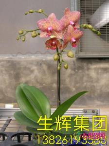 蝴蝶兰