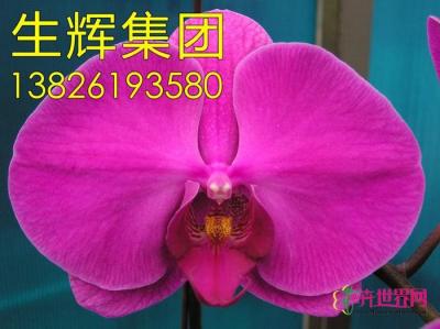 蝴蝶兰