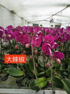 蝴蝶兰