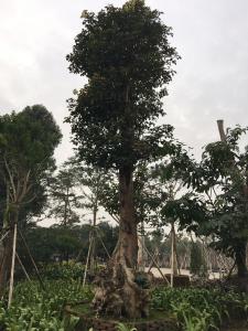 秋枫头