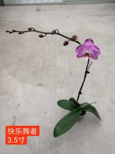 蝴蝶兰