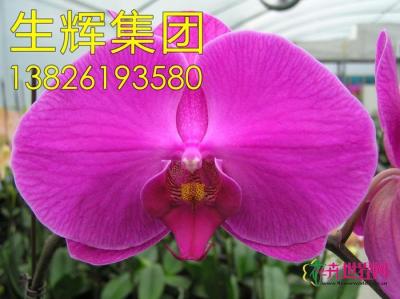 蝴蝶兰