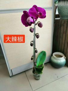 蝴蝶兰
