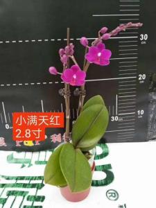 蝴蝶兰