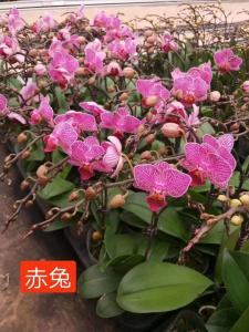 蝴蝶兰