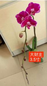 蝴蝶兰
