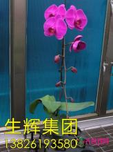 蝴蝶兰