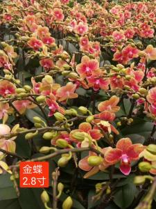 蝴蝶兰