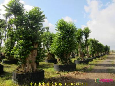 多宝树