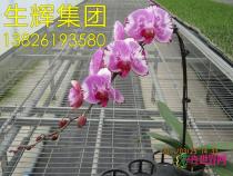 蝴蝶兰