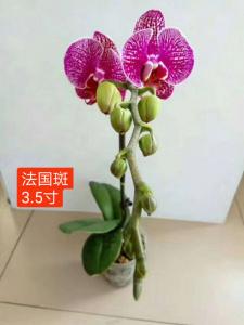 蝴蝶兰