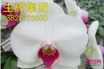 蝴蝶兰