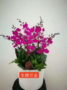 蝴蝶兰