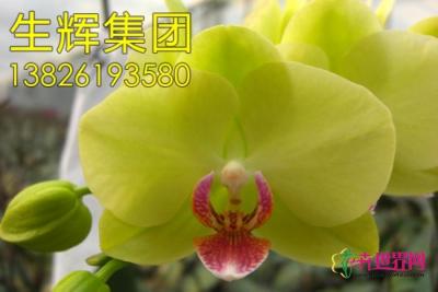 蝴蝶兰