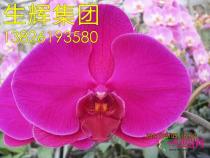 蝴蝶兰