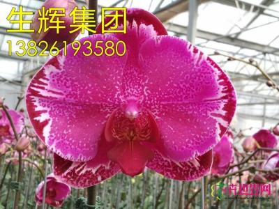 蝴蝶兰