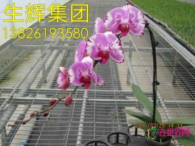 蝴蝶兰