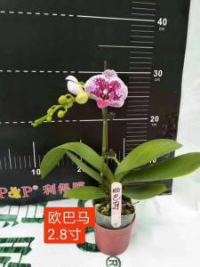 蝴蝶兰