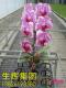蝴蝶兰